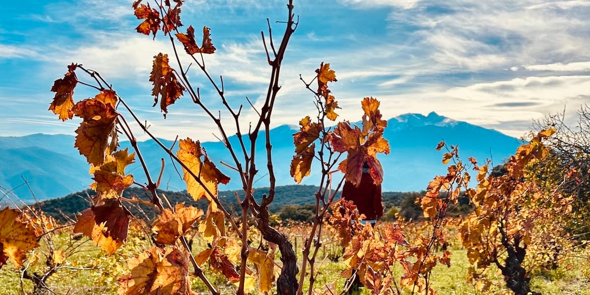 Les Vins Ensorcellants, 5 Vins AOP & 1 Champagne AOP qui font peur ! Et gourmandises.